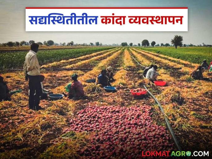Latest News Kanda Kadhani Onion Crop Management If your onion crop is at the 90-day stage Read in detail | Kanda Kadhani : जर तुमचे कांदा पीक 90 दिवसांच्या अवस्थेत असेल, तर... वाचा सविस्तर  Latest News Kanda Kadhani Onion Crop Management If your onion crop is at the 90-day stage Read in detail | Kanda Kadhani : जर तुमचे कांदा पीक 90 दिवसांच्या अवस्थेत असेल, तर... वाचा सविस्तर