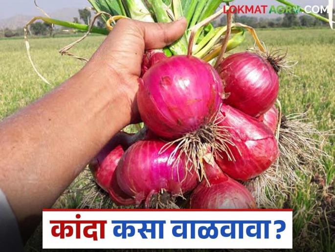 Follow this simple solution to prevent onions from sprouting during storage? Read in detail | साठवणुकीत कांद्याला मोड येऊ नये म्हणून करा हा सोपा उपाय? वाचा सविस्तर Follow this simple solution to prevent onions from sprouting during storage? Read in detail | साठवणुकीत कांद्याला मोड येऊ नये म्हणून करा हा सोपा उपाय? वाचा सविस्तर