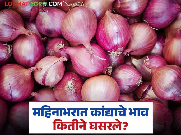 Latest News Kanda Market Onion prices down in Solapur, Lasalgaon kanda markets in month, read in detail | Kanda Market : महिनाभरात सोलापूर, लासलगाव बाजारात कांदा 'इतक्या' रुपयांनी घसरले, वाचा सविस्तर  Latest News Kanda Market Onion prices down in Solapur, Lasalgaon kanda markets in month, read in detail | Kanda Market : महिनाभरात सोलापूर, लासलगाव बाजारात कांदा 'इतक्या' रुपयांनी घसरले, वाचा सविस्तर
