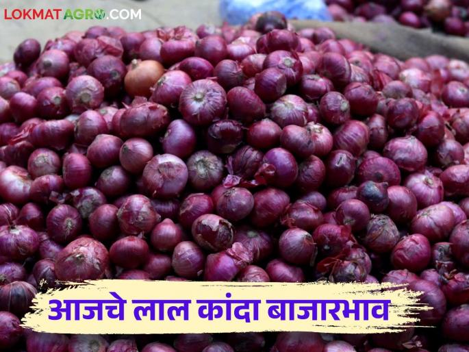 Latest News Kanda Market Update Todays red onion market price in Lasalgaon kanda market see details | Kanda Market Update : लासलगाव बाजारात लाल कांद्याला काय भाव मिळाला? वाचा आजचे बाजारभाव Latest News Kanda Market Update Todays red onion market price in Lasalgaon kanda market see details | Kanda Market Update : लासलगाव बाजारात लाल कांद्याला काय भाव मिळाला? वाचा आजचे बाजारभाव