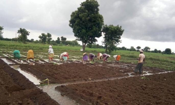 The incidence of blight on onions will be avoided | ़़़ तर टळेल कांद्यावरील करपा रोगाचा प्रादुर्भाव The incidence of blight on onions will be avoided | ़़़ तर टळेल कांद्यावरील करपा रोगाचा प्रादुर्भाव