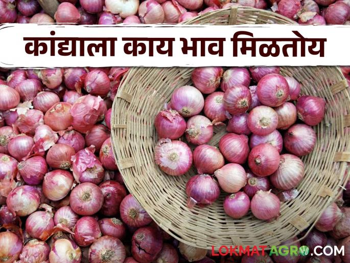 Latest News summer onion highest price 3450 rupees in Lasalgaon Niphad kanda market | Kanda Bajarbhav : लासलगाव-निफाड बाजारात उन्हाळ कांद्याला काय भाव मिळाला, वाचा आजचे बाजारभाव Latest News summer onion highest price 3450 rupees in Lasalgaon Niphad kanda market | Kanda Bajarbhav : लासलगाव-निफाड बाजारात उन्हाळ कांद्याला काय भाव मिळाला, वाचा आजचे बाजारभाव