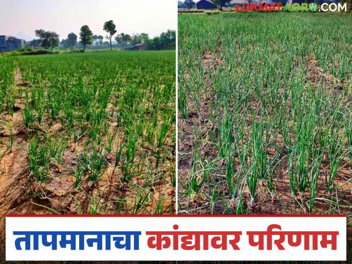 Latest News Agriculture News Temperatures may reduce onion production by 40 percent in nashik district | Agriculture News : तापमानामुळे कांदा उत्पादनात 40 टक्के घट येण्याची शक्यता, शेतकरी चिंतेत  Latest News Agriculture News Temperatures may reduce onion production by 40 percent in nashik district | Agriculture News : तापमानामुळे कांदा उत्पादनात 40 टक्के घट येण्याची शक्यता, शेतकरी चिंतेत