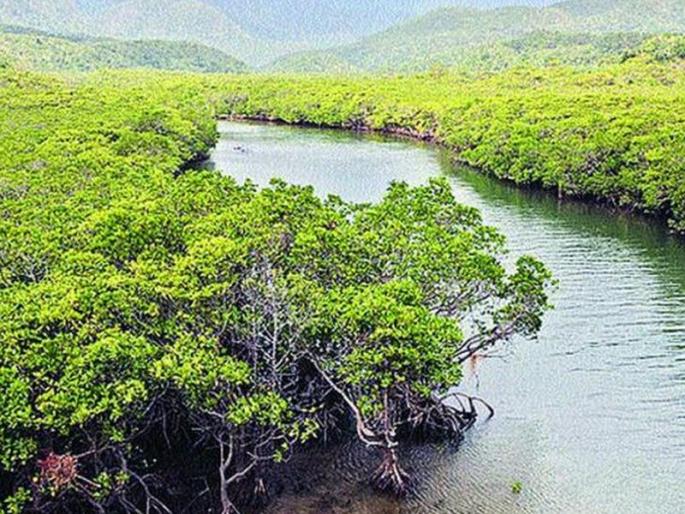 The reserved forest coverfor the Kandalvan at the Talasari & Dahanu | डहाणू, तलासरीत कांदळवनांना राखीव वनक्षेत्रांचे कवच The reserved forest coverfor the Kandalvan at the Talasari & Dahanu | डहाणू, तलासरीत कांदळवनांना राखीव वनक्षेत्रांचे कवच