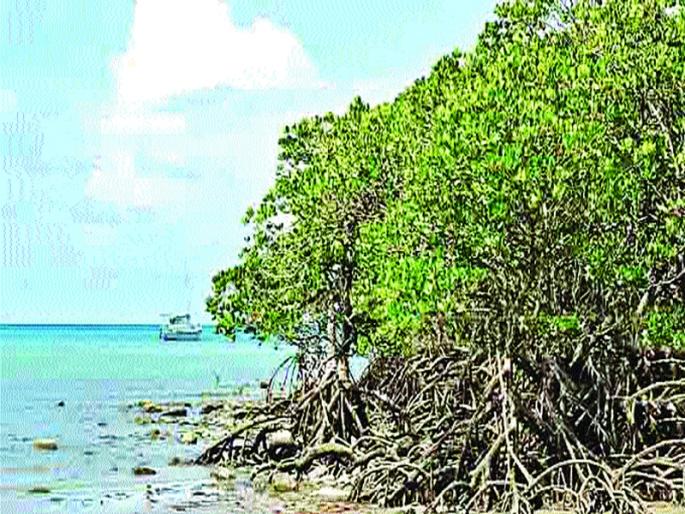 The reality of the area of ​​Kandlavana: Farmers from 15 villages, fishermen's meeting will be held | कांदळवनांच्या क्षेत्राचे वास्तव : १५ गावांतील शेतकरी, मच्छीमारांची होणार बैठक