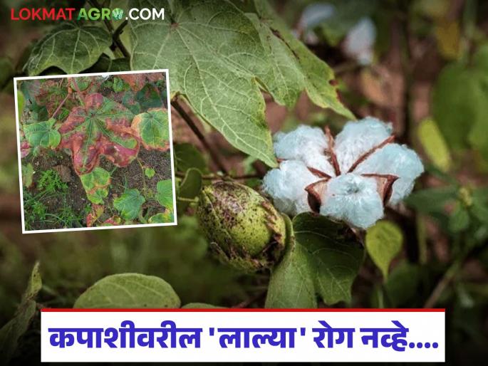 Latest News agriculture news Cotton crops leaf spot disease see causes lalya disease | कपाशीवरील लाल्या हा काही रोग नाही... मग लाल्या म्हणजे नेमकं काय, वाचा सविस्तर Latest News agriculture news Cotton crops leaf spot disease see causes lalya disease | कपाशीवरील लाल्या हा काही रोग नाही... मग लाल्या म्हणजे नेमकं काय, वाचा सविस्तर