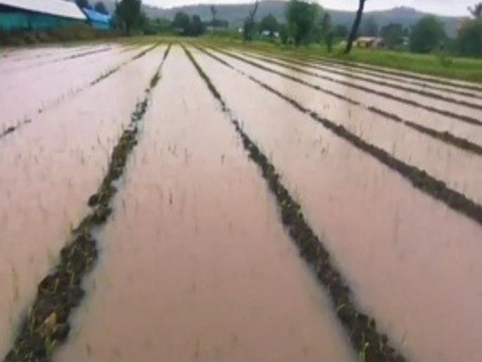 pune news onion farmers in Junnar taluka suffer huge losses; Kharif onion cultivation destroyed due to rain | जुन्नर तालुक्यात कांदा उत्पादक शेतकऱ्यांचे मोठे नुकसान; पावसामुळे खरीप कांदा लागवड उद्ध्वस्त 