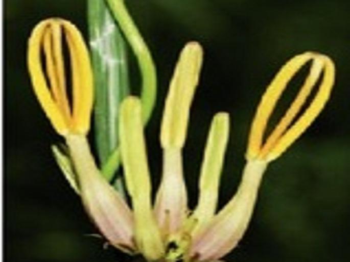 Aromatic kandilpushapa recorded in Yaval sanctuary! | सुगंधी कंदिलपुष्पाची यावल अभयारण्यात नोंद! Aromatic kandilpushapa recorded in Yaval sanctuary! | सुगंधी कंदिलपुष्पाची यावल अभयारण्यात नोंद!