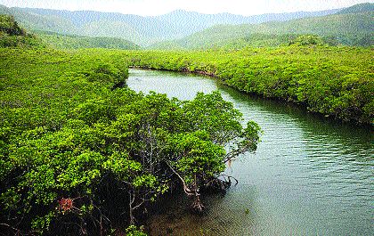 53,467 mock slaughter killing allowed for bullet train | बुलेट ट्रेनसाठी ५३,४६७ खारफुटींच्या कत्तलीस परवानगी 53,467 mock slaughter killing allowed for bullet train | बुलेट ट्रेनसाठी ५३,४६७ खारफुटींच्या कत्तलीस परवानगी