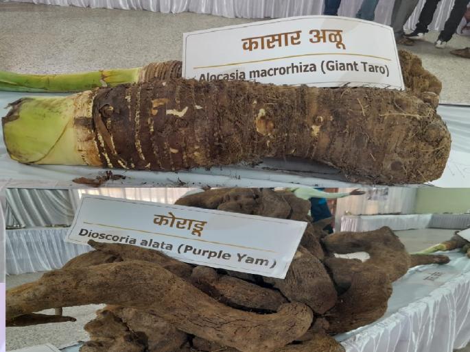 The first exhibition of medicinal plants in the state can be seen in Kolhapur, due to tubers | औषधी वनस्पतींचे राज्यातील पहिलेच प्रदर्शन कोल्हापुरात, कंदमुळेही पाहता येणार The first exhibition of medicinal plants in the state can be seen in Kolhapur, due to tubers | औषधी वनस्पतींचे राज्यातील पहिलेच प्रदर्शन कोल्हापुरात, कंदमुळेही पाहता येणार