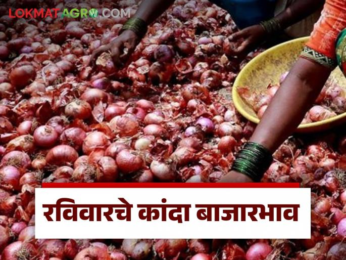 Latest News Kanda bajarbhav red onion price in Dharashiv market compared to Solapur market Read in detail | Lal Kanda Market : सोलापूरपेक्षा धाराशिव बाजारात लाल कांद्याला कसा बाजारभाव? वाचा सविस्तर  Latest News Kanda bajarbhav red onion price in Dharashiv market compared to Solapur market Read in detail | Lal Kanda Market : सोलापूरपेक्षा धाराशिव बाजारात लाल कांद्याला कसा बाजारभाव? वाचा सविस्तर