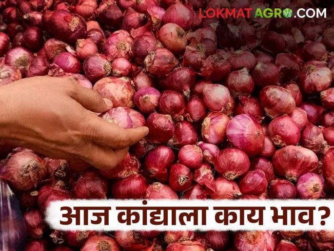 Latest News Kanda Market Prices improved in onion market in maharashtra, see 18 august onion prices | Kanda Market : राज्यातील 'या' कांदा बाजारात दर सुधारले, आज सोमवारी काय भाव मिळाले? 