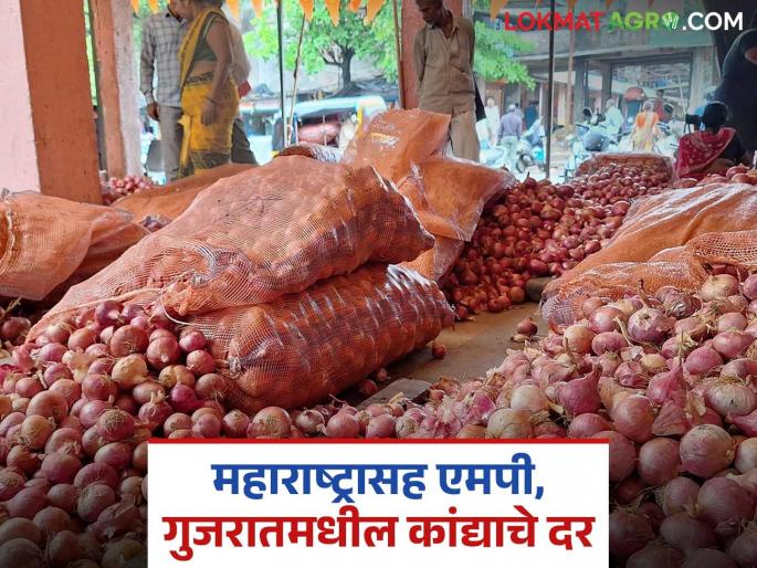 Latest News Kanda Bajar Bhav Onion Market price in Maharashtra, Madhya Pradesh and Gujarat kanda markets | Kanda Bajar Bhav : महाराष्ट्रासह, मध्यप्रदेश, गुजरात राज्यात कांद्याला काय दर मिळतोय, वाचा सविस्तर 