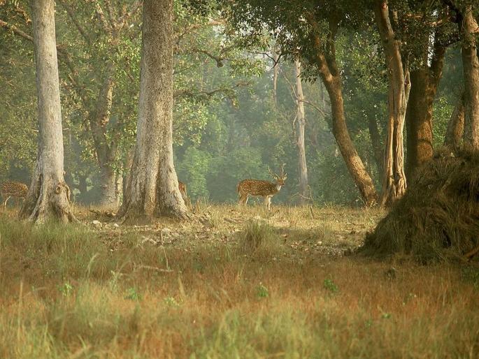 Kanha one of the well maintained National Parks in Asia | उन्हाळ्यात कान्हा नॅशनल पार्कमध्ये फिरून घ्या ठंडा ठंडा कूल अनुभव!
