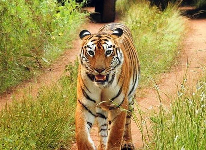 Notification of Kanhargaon Sanctuary issued: 50th Sanctuary in the state | कन्हारगाव अभयारण्याची अधिसूचना जारी : राज्यातील ५० वे अभयारण्य Notification of Kanhargaon Sanctuary issued: 50th Sanctuary in the state | कन्हारगाव अभयारण्याची अधिसूचना जारी : राज्यातील ५० वे अभयारण्य