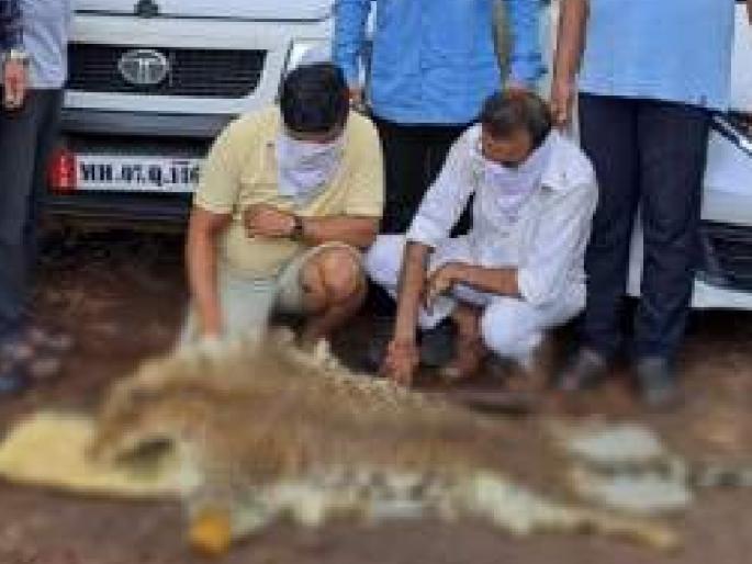 Four more arrested in leopard skin smuggling case, big racket likely to be exposed | बिबट्याच्या कातडी तस्करी प्रकरणी आणखीन चौघांना अटक, मोठे रॅकेट उघड होण्याची शक्यता Four more arrested in leopard skin smuggling case, big racket likely to be exposed | बिबट्याच्या कातडी तस्करी प्रकरणी आणखीन चौघांना अटक, मोठे रॅकेट उघड होण्याची शक्यता