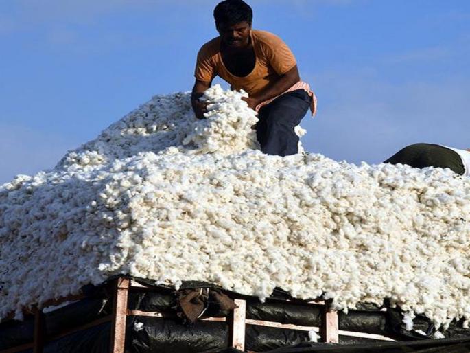 If the price of sari is increased, the price of cotton will rise | सरकीचे दर वधारल्यास कापूस दराला मिळेल उभारी If the price of sari is increased, the price of cotton will rise | सरकीचे दर वधारल्यास कापूस दराला मिळेल उभारी