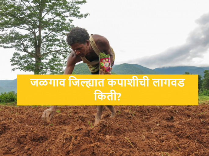 Latest News Till now how much cotton has been sowing in Jalgaon district | Cotton Sowing : आतापर्यंत जळगाव जिल्ह्यात कपाशीची लागवड किती झाली? वाचा सविस्तर Latest News Till now how much cotton has been sowing in Jalgaon district | Cotton Sowing : आतापर्यंत जळगाव जिल्ह्यात कपाशीची लागवड किती झाली? वाचा सविस्तर