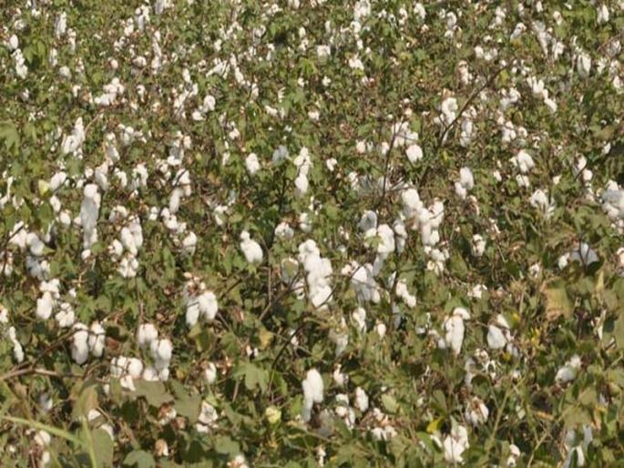 Pankanam is the owner of the Behal: Only the Panchanchaas of standing crops in Nandurbar | पंचनाम्यांनी बळीराजा बेहाल : नंदुरबारात उभ्या पिकांचेच केवळ पंचनामे Pankanam is the owner of the Behal: Only the Panchanchaas of standing crops in Nandurbar | पंचनाम्यांनी बळीराजा बेहाल : नंदुरबारात उभ्या पिकांचेच केवळ पंचनामे