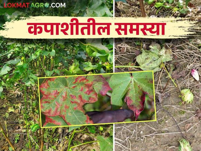 Remedies for excess vegetative growth, leaf and flower drop, red leaf in cotton | कपाशीतील कायीक वाढ, पाते, फुलगळ आणि लाल्यावर हे करा सोपे उपाय Remedies for excess vegetative growth, leaf and flower drop, red leaf in cotton | कपाशीतील कायीक वाढ, पाते, फुलगळ आणि लाल्यावर हे करा सोपे उपाय
