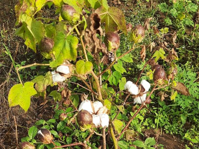 Heavy rains dashed the hopes of cotton growers | जोरदार पावसाने कपाशी उत्पादकांच्या आशेवर फेरले पाणी Heavy rains dashed the hopes of cotton growers | जोरदार पावसाने कपाशी उत्पादकांच्या आशेवर फेरले पाणी