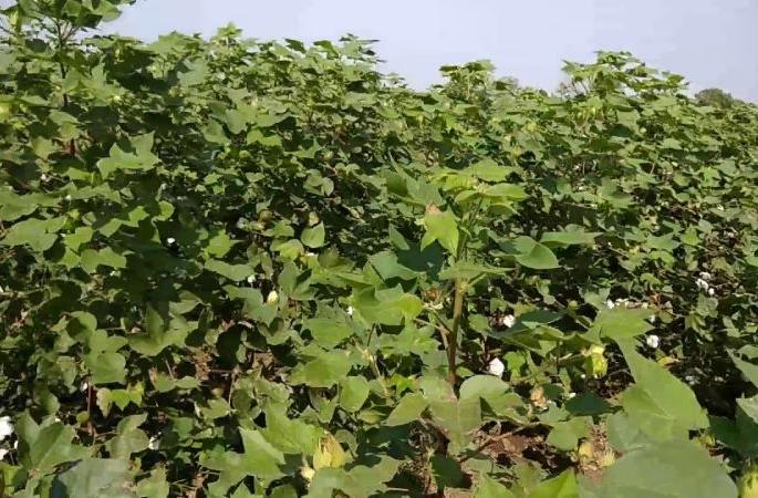 Cotton sowing increased by 12% | कपाशीची पेरणी १२ टक्क्यांनी वाढली
