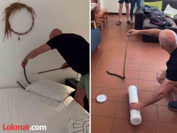 cape cobra found under pillow in South African video goes viral | VIDEO : उशीखाली लपून बसला होता विषारी कोब्रा, फणा काढत निघाला बाहेर आणि... cape cobra found under pillow in South African video goes viral | VIDEO : उशीखाली लपून बसला होता विषारी कोब्रा, फणा काढत निघाला बाहेर आणि...