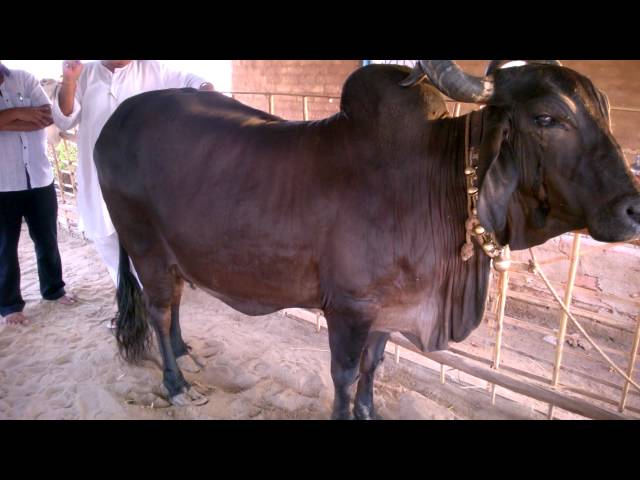 Abh ... Kapila cows milk gum is worth 7 thousand rupees! | अबब... कपिला गायीच्या दुधाचे तूप चक्क ७ हजार रुपये किलो ! Abh ... Kapila cows milk gum is worth 7 thousand rupees! | अबब... कपिला गायीच्या दुधाचे तूप चक्क ७ हजार रुपये किलो !