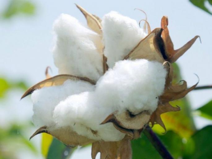 Rupee depreciation benefits cotton growers | रुपयाचे अवमूल्यन कापूस उत्पादकांच्या फायद्याचे Rupee depreciation benefits cotton growers | रुपयाचे अवमूल्यन कापूस उत्पादकांच्या फायद्याचे