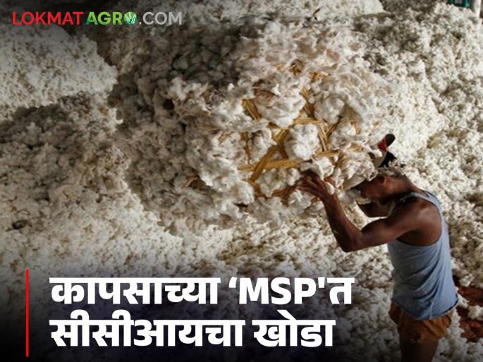 Latest news CCI's move in cotton's 'MSP', see cotton current rates according to moisture | कापसाच्या ‘MSP'त सीसीआयचा खाेडा, ओलाव्यानुसार सध्याचे दर काय आहेत?  Latest news CCI's move in cotton's 'MSP', see cotton current rates according to moisture | कापसाच्या ‘MSP'त सीसीआयचा खाेडा, ओलाव्यानुसार सध्याचे दर काय आहेत?