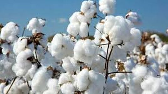 Cotton prices fell in Diwali in Diwali | ऐन दिवाळीत कापसाचे भाव कोसळले
