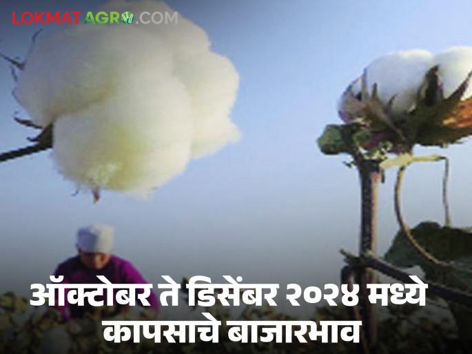 Latest News How will cotton market prices be in October-December 2024 Know in detail | Cotton Future Market : ऑक्टोंबर-डिसेंबर 2024 मध्ये कापसाचे बाजारभाव कसे असतील? जाणून घ्या सविस्तर