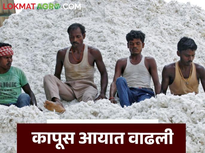 Latest News Cotton imports increased, exports slowed down, 27 lakh bales of cotton imported in eight months | कापसाची आयात वाढली, निर्यात मंदावली, आठ महिन्यांत किती गाठींची आयात झाली? Latest News Cotton imports increased, exports slowed down, 27 lakh bales of cotton imported in eight months | कापसाची आयात वाढली, निर्यात मंदावली, आठ महिन्यांत किती गाठींची आयात झाली?