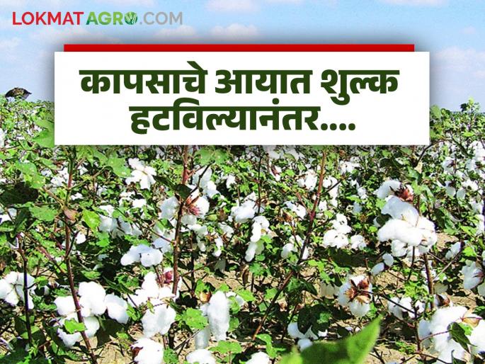 Latest news Kapus Bajar Bhav prices after removal of import duty on cotton Read in detail | Kapus Bajar Bhav : कापसावरील आयात शुल्क हटविल्यानंतर दर कसे आहेत? वाचा सविस्तर 