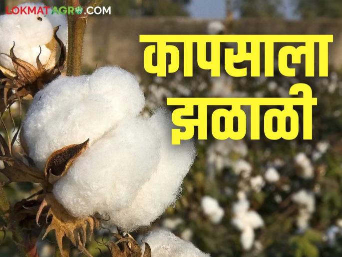 Cotton increases market price after CCI stops cotton purchases; prices may rise further | 'सीसीआय'ने कापूस खरेदी बंद केल्यानंतर पांढऱ्या सोन्याला झळाळी; आणखी वाढू शकतात भाव Cotton increases market price after CCI stops cotton purchases; prices may rise further | 'सीसीआय'ने कापूस खरेदी बंद केल्यानंतर पांढऱ्या सोन्याला झळाळी; आणखी वाढू शकतात भाव