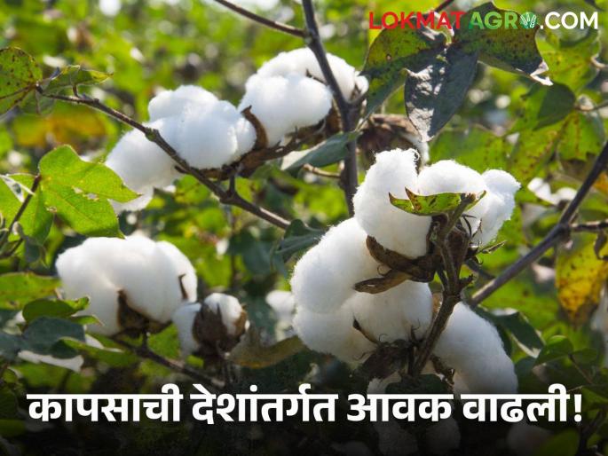 Latest News Kapus Bajarbhav Cotton inflows stable in maharashtra see market rate last week | Weekly Cotton Market : राज्यात कापसाची आवक स्थिर, मागील आठवड्यात काय दर मिळाला? Latest News Kapus Bajarbhav Cotton inflows stable in maharashtra see market rate last week | Weekly Cotton Market : राज्यात कापसाची आवक स्थिर, मागील आठवड्यात काय दर मिळाला?