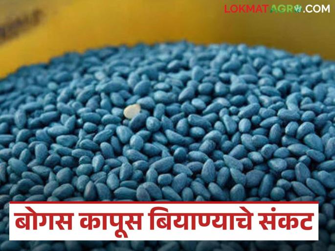 Latest News Bogus Biyane Sales of fake cotton seeds are increasing in maharashtra | Bogus Biyane : दरवर्षीं बोगस बियाण्यांवर कारवाई, कृषी विभागाकडून ठोस पावले का उचलली जात नाहीत? 