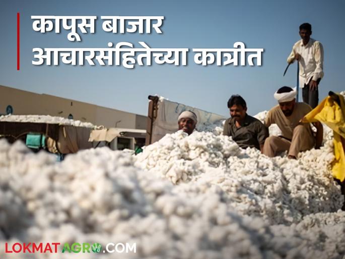 Agriculture News : Impact of code of conduct, no permission to carry cash in cotton market, read in detail  | Agriculture News : आचारसंहितेचा फटका, कापूस बाजारात रोकड नेण्यासाठी परवानगी नाही, वाचा सविस्तर 