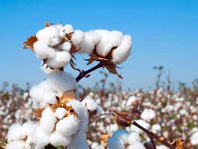 Good news for Baliraja, worldwide demand for cotton; Exports forecast at 20 lakh bales, a two-year high | बळीराजासाठी खूशखबर, कापसाला जगभर मागणी; दोन वर्षांचा उच्चांक, २० लाख गाठींच्या निर्यातीचा अंदाज Good news for Baliraja, worldwide demand for cotton; Exports forecast at 20 lakh bales, a two-year high | बळीराजासाठी खूशखबर, कापसाला जगभर मागणी; दोन वर्षांचा उच्चांक, २० लाख गाठींच्या निर्यातीचा अंदाज