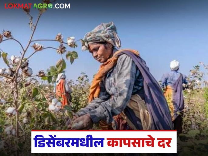 Latest News kapus Market What will be cotton prices in current month of December 2025, know in detail | Kapus Market : चालू डिसेंबर महिन्यात कापसाचे सरासरी दर कसे राहतील, जाणून घ्या सविस्तर Latest News kapus Market What will be cotton prices in current month of December 2025, know in detail | Kapus Market : चालू डिसेंबर महिन्यात कापसाचे सरासरी दर कसे राहतील, जाणून घ्या सविस्तर