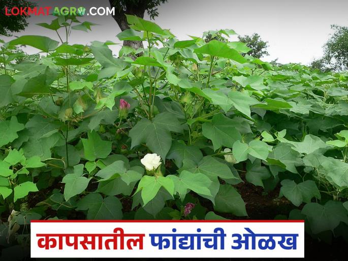 How to identify different branches in cotton crop? Read in detail | कापूस पिकातील गळफांदी आणि फळफांदी कशी ओळखायची? वाचा सविस्तर