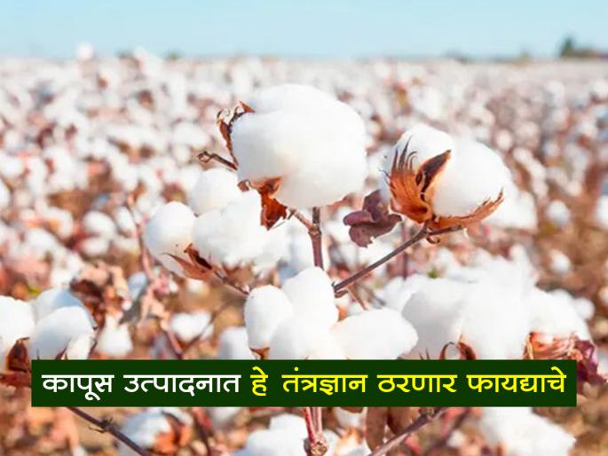 Modern cotton cultivation technology with less water and less fertilizers | कमी पाणी आणि कमी खतांचे आधुनिक कापूस लागवड तंत्रज्ञान Modern cotton cultivation technology with less water and less fertilizers | कमी पाणी आणि कमी खतांचे आधुनिक कापूस लागवड तंत्रज्ञान