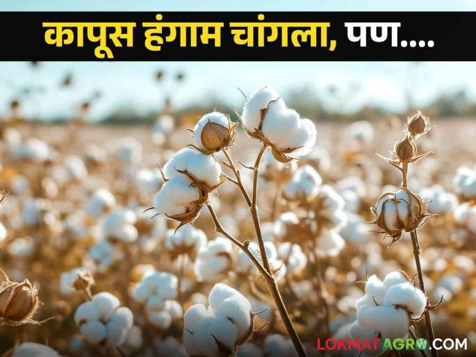 Latest news no expected price cotton buying center in Khetia market yard of Nandurbar district | Cotton Market : कापूस बहरला, नंदुरबार जिल्ह्यात खरेदी केंद्रावर अपेक्षित भावचं नाही, वाचा सविस्तर  Latest news no expected price cotton buying center in Khetia market yard of Nandurbar district | Cotton Market : कापूस बहरला, नंदुरबार जिल्ह्यात खरेदी केंद्रावर अपेक्षित भावचं नाही, वाचा सविस्तर