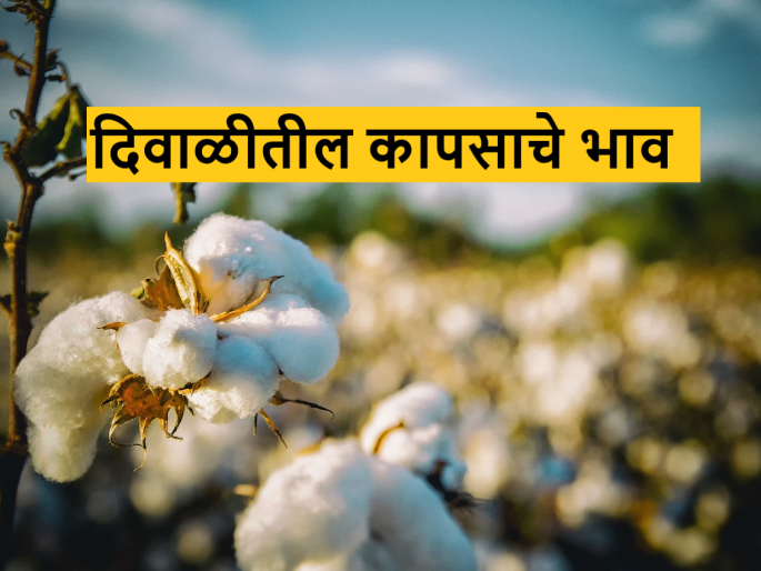 Latest News Cotton Market price see kapus bajarbhav in this Diwali Know in detail  | Cotton Market : यंदा दिवाळीत कापसाला काय भाव मिळाला? जाणून घ्या सविस्तर  Latest News Cotton Market price see kapus bajarbhav in this Diwali Know in detail  | Cotton Market : यंदा दिवाळीत कापसाला काय भाव मिळाला? जाणून घ्या सविस्तर