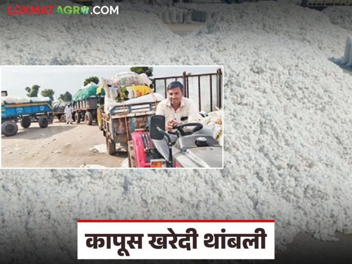 Cotton procurement is not possible due to lack of graders at government centers; Farmers opt for private ginning as a result | शासकीय केंद्रावर ग्रेडर नसल्याने होईना कापसाची खरेदी; नाइलाजाने शेतकऱ्यांची खासगी जिनिंगला पसंती Cotton procurement is not possible due to lack of graders at government centers; Farmers opt for private ginning as a result | शासकीय केंद्रावर ग्रेडर नसल्याने होईना कापसाची खरेदी; नाइलाजाने शेतकऱ्यांची खासगी जिनिंगला पसंती