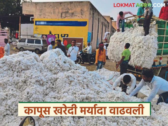 Cotton purchase limit increased; How many quintals of cotton will be purchased per hectare now? | कापूस खरेदी मर्यादा वाढवली; आता हेक्टरी किती क्विंटल कापूस खरेदी केला जाणार? Cotton purchase limit increased; How many quintals of cotton will be purchased per hectare now? | कापूस खरेदी मर्यादा वाढवली; आता हेक्टरी किती क्विंटल कापूस खरेदी केला जाणार?