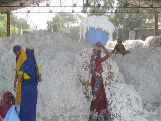 Buy cotton in Nandurbar, only 40% this year | नंदुरबारात यंदा केवळ 40 टक्के झाली कापूस खरेदी Buy cotton in Nandurbar, only 40% this year | नंदुरबारात यंदा केवळ 40 टक्के झाली कापूस खरेदी