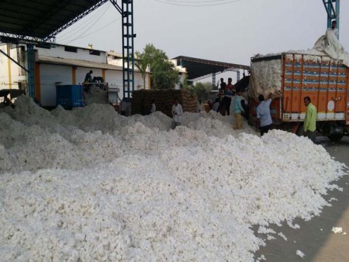 Hundreds of Hazaras declare cotton price | कापसाला सहा हजाराचा भाव जाहीर Hundreds of Hazaras declare cotton price | कापसाला सहा हजाराचा भाव जाहीर