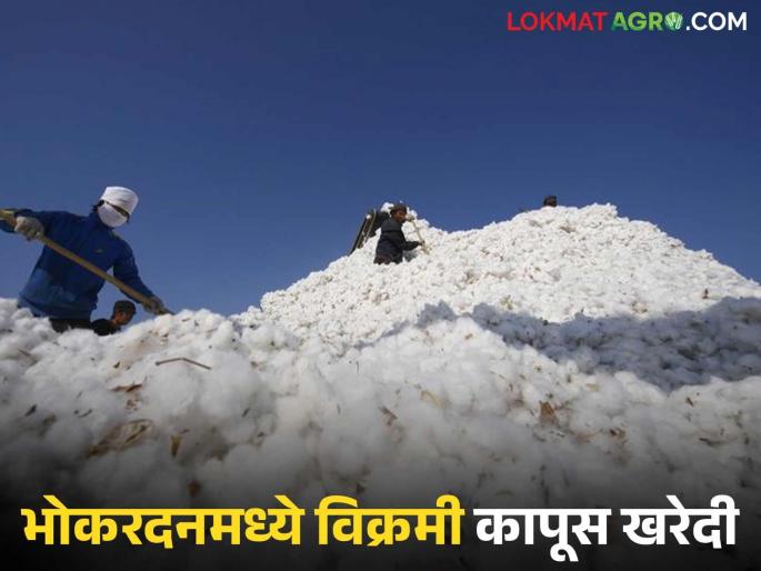 latest news Kapus Kharedi: Record cotton purchase in Bhokardan; This year 'no guaranteed price without registration' Read in detail | Kapus Kharedi : भोकरदनमध्ये विक्रमी कापूस खरेदी; यंदा 'नोंदणीशिवाय हमीभाव नाही' वाचा सविस्तर