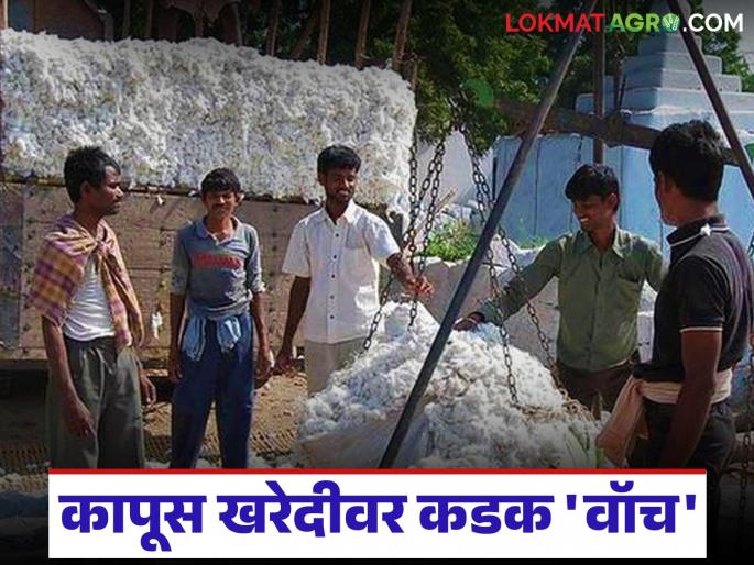 latest news Kapus Kharedi: Administration ready to prevent farmers' obstruction; Strict 'watch' on cotton procurement Read in detail | Kapus Kharedi : शेतकऱ्यांची अडवणूक रोखण्यासाठी प्रशासन सज्ज; कापूस खरेदीवर कडक 'वॉच' वाचा सविस्तर latest news Kapus Kharedi: Administration ready to prevent farmers' obstruction; Strict 'watch' on cotton procurement Read in detail | Kapus Kharedi : शेतकऱ्यांची अडवणूक रोखण्यासाठी प्रशासन सज्ज; कापूस खरेदीवर कडक 'वॉच' वाचा सविस्तर